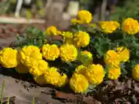 木舟山 順教寺の自然