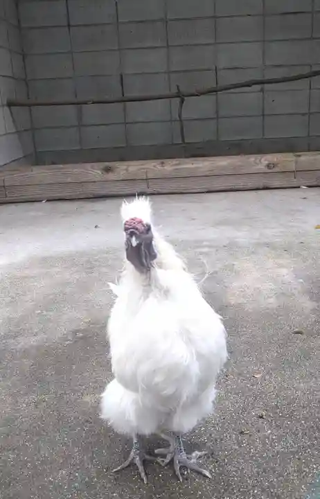 阿智神社の動物