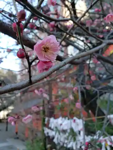 花園神社の自然
