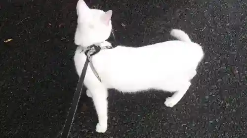 小名浜諏訪神社 ～海の鎮守様～の動物