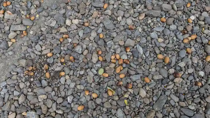 名寄神社の自然