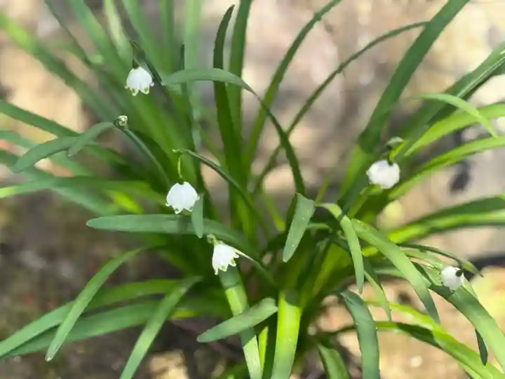 西方山極楽寺(岐阜県)