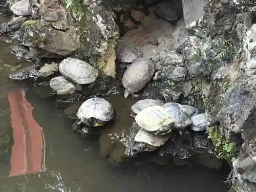 開運出世稲荷(延命院境内社)の動物