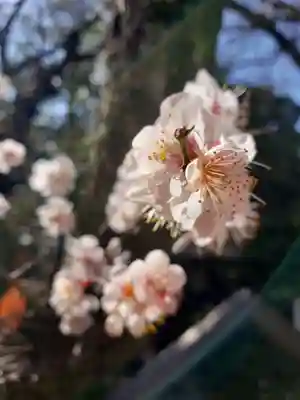 阿佐ヶ谷神明宮(東京都)