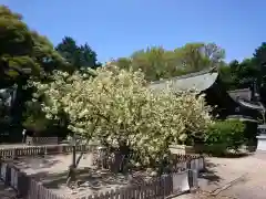 上地八幡宮の自然