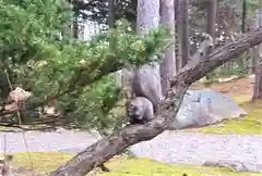 上川神社の動物