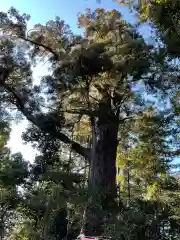 塩船観音寺の自然