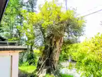 八王子神社の自然