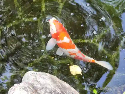 愛宕神社の動物