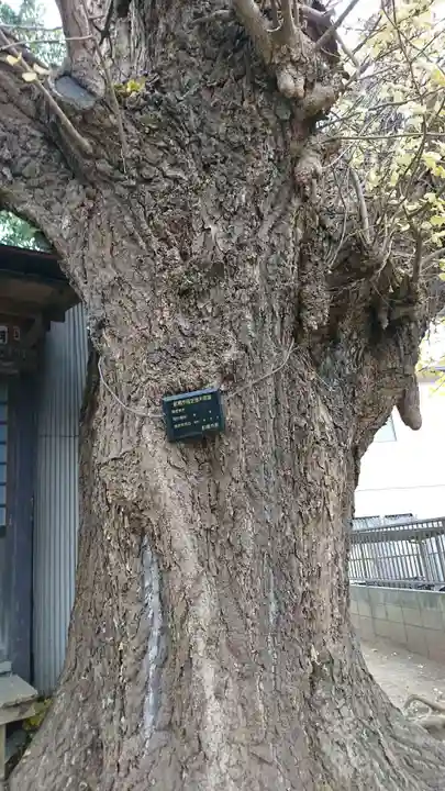 道祖神社の自然