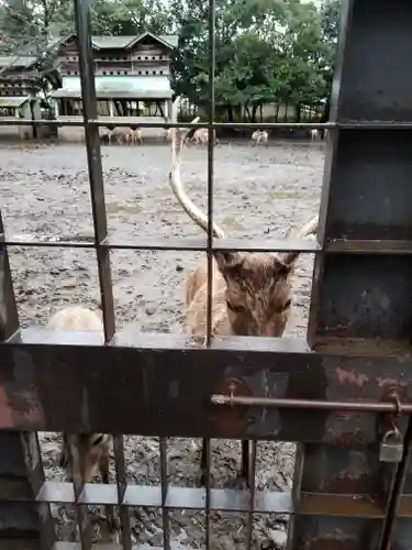 三嶋大社(静岡県)