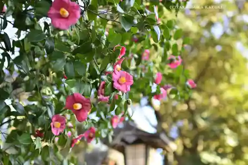 武蔵一宮氷川神社(埼玉県)