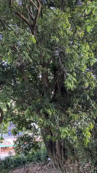 富岡天満宮の自然