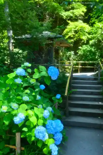 明月院(神奈川県)