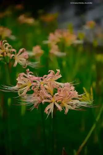 横浜　西方寺(神奈川県)
