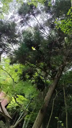 出雲大神宮(京都府)