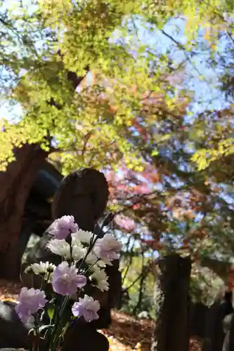 淨眞寺(東京都)