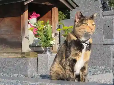御誕生寺（猫寺）(福井県)