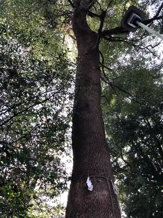 南沢氷川神社の庭園