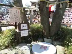 櫻木神社の自然