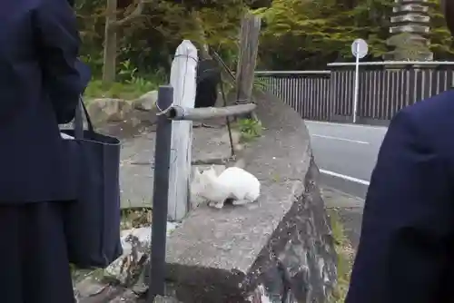 浄瑠璃寺の動物