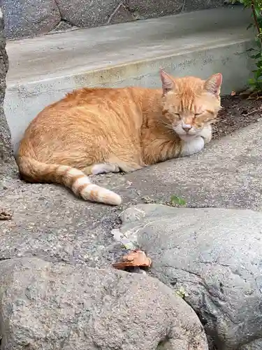 所澤神明社の動物
