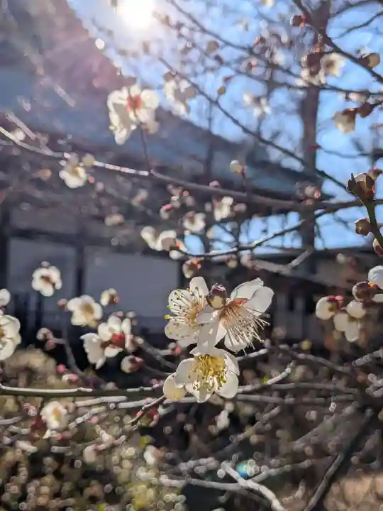 妙法寺(東京都)