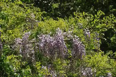 愛宕神社の自然