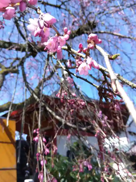 安養寺(福井県)