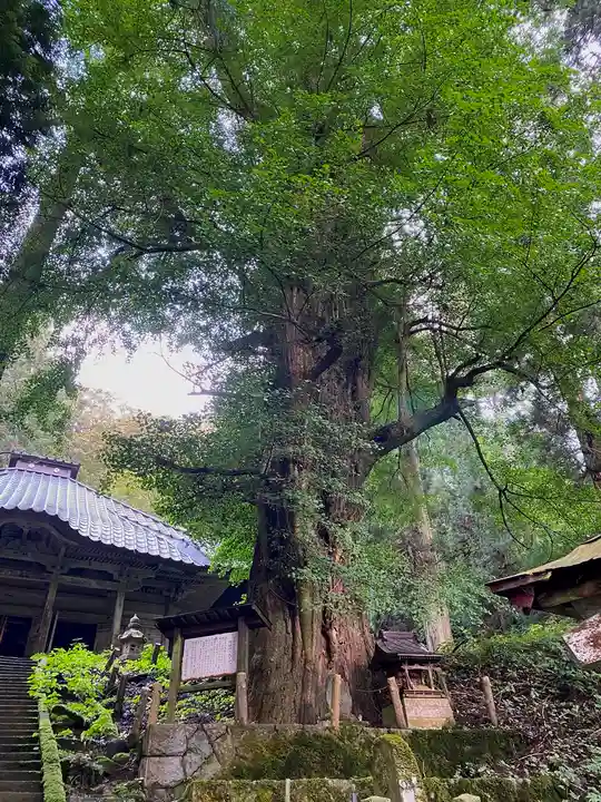 由豆佐賣神社の自然