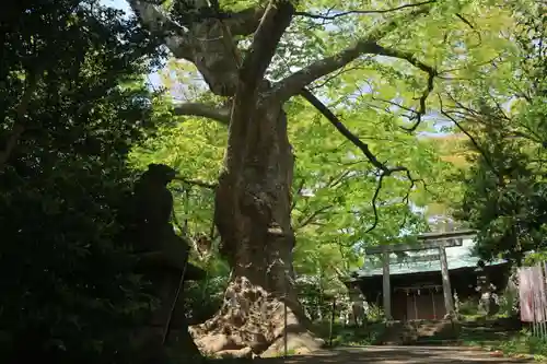 愛宕神社の自然