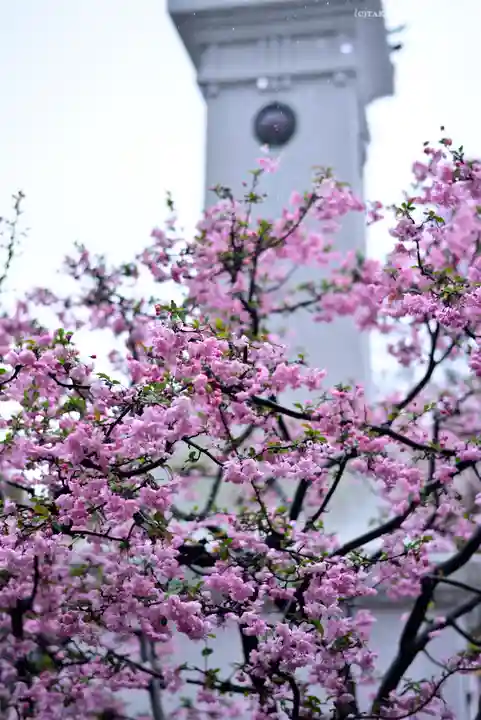 伊勢山皇大神宮の自然