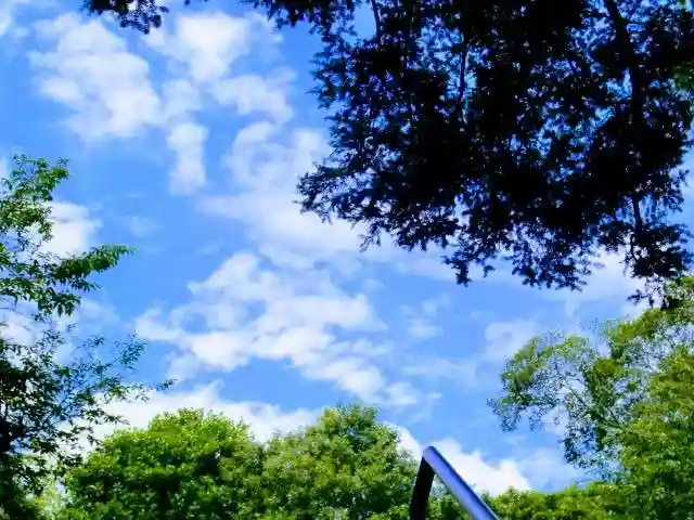 吉田杉山神社の自然