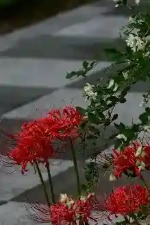 国上寺(新潟県)