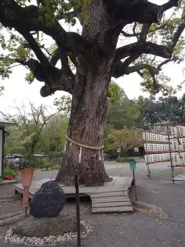 平野神社の自然