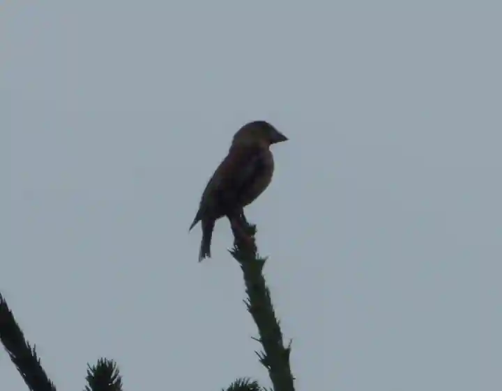 留辺蘂神社の動物