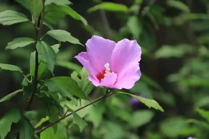 開成山大神宮の自然