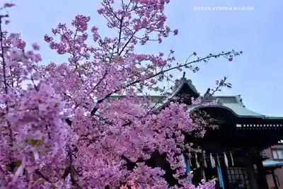 桜神宮(東京都)