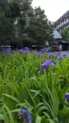 得浄明院(善光寺別院)(京都府)