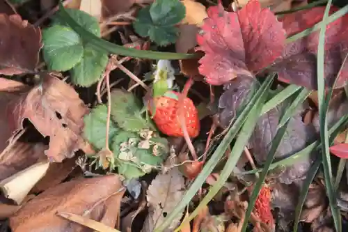 阿邪訶根神社の自然