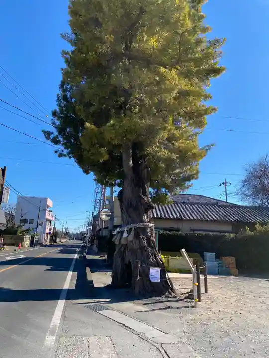 前玉神社(埼玉県)