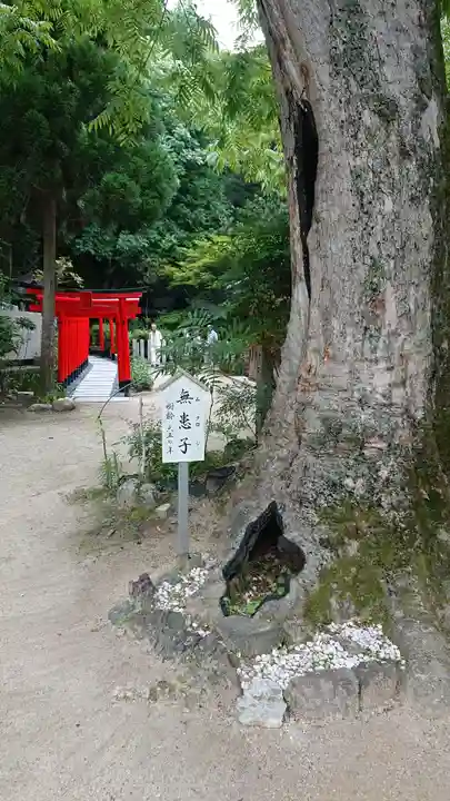 葛城一言主神社の自然