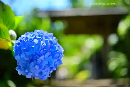 明月院(神奈川県)