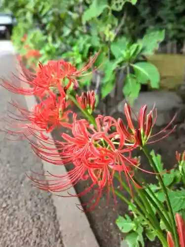 妙法寺(東京都)