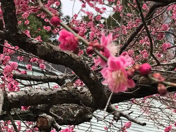 涌谷神社の自然