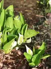 鹿島大神宮の自然