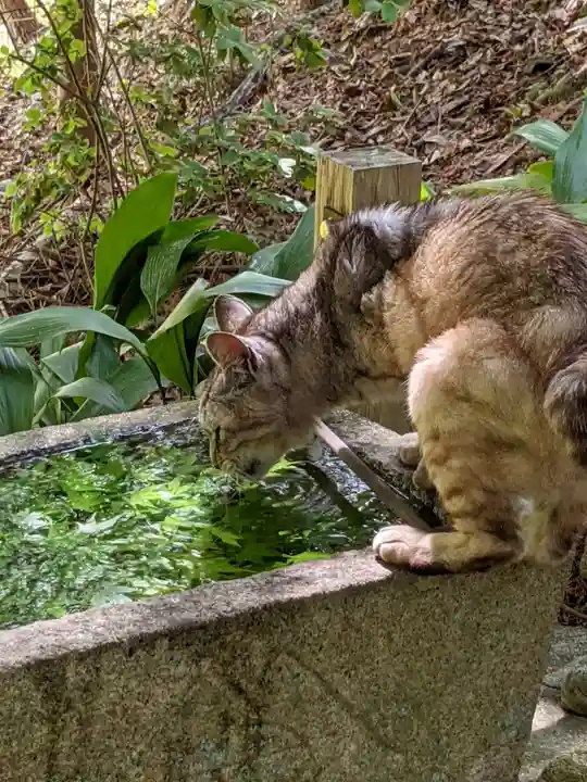 玉野御嶽神社の動物
