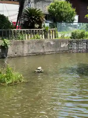 山王厳島神社(東京都)