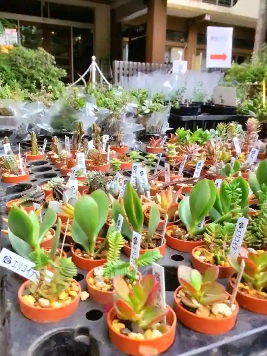 阿佐ヶ谷神明宮(東京都)