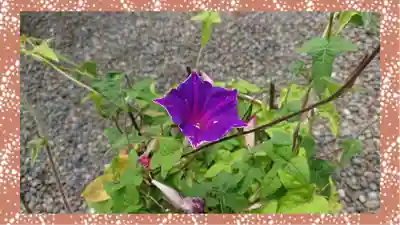 草加神社(埼玉県)